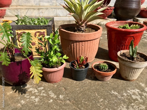 Different types of pots and planter for plants. Succulents and cactus planted in pots of various sizes and types