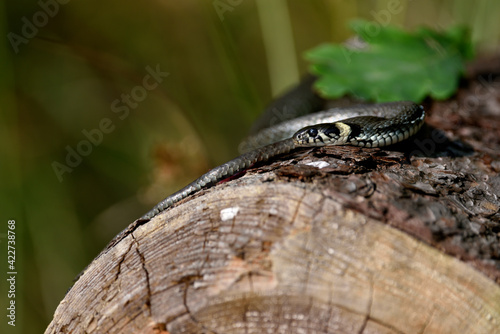 a grass snake basking in the sun lying on a pine tree trunk