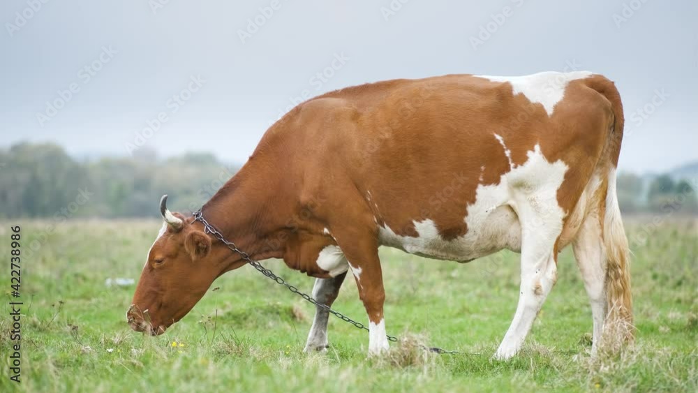 Brown milk cow grazing on green grass at farm grassland. Brown milk cow grazing on green grass at farm grassland.