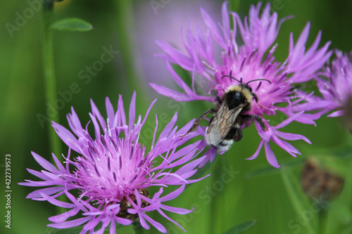 Closeup shot of a bee collecting pollen in a thistle flower photo