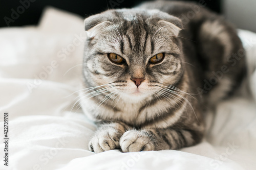 Scottish fold grey kitten on the bed