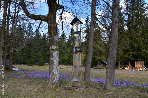 Krokusy w Tatrach, szafran spiski, łany kwiatów w TPN photo