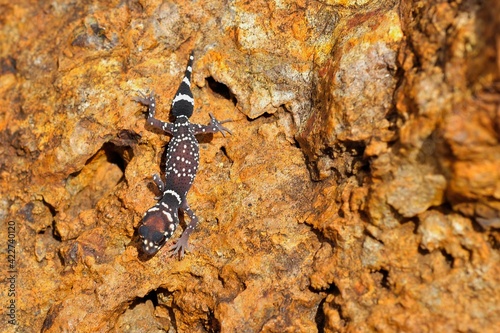  Close up of a barking gecko, slowly moving across a large boulder. 
Outback Australia. photo