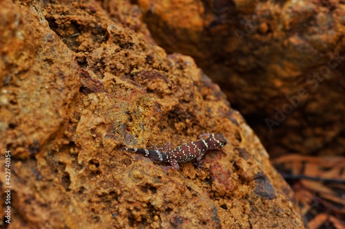 Commonly known as the thick-tailed or barking gecko, has a distinctive plump tail and sharp, barking defensive call. Barking Gecko on a rock. © Pidjin