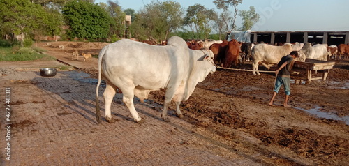 The bull is standing on the ground with good style and looking very beautiful. The shooting date is March, 24, 2021. District, Sahiwal, Punjab, Pakistan. photo