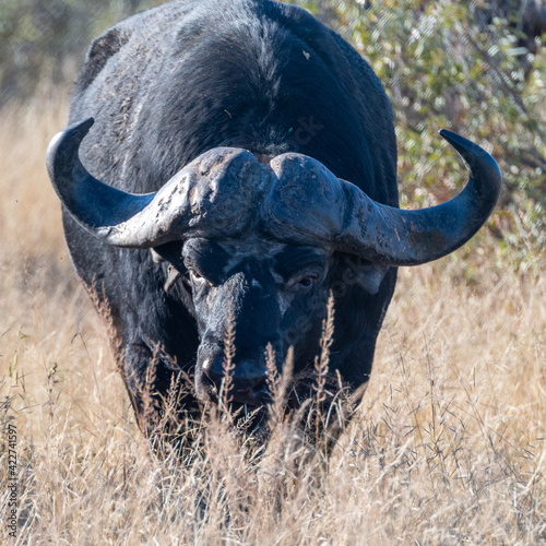 Large male Cape Buffalo  Syncerus caffer  pictured in the Timbavati Reserve  South Africa