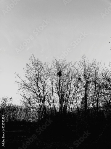 Minimal Black and White
