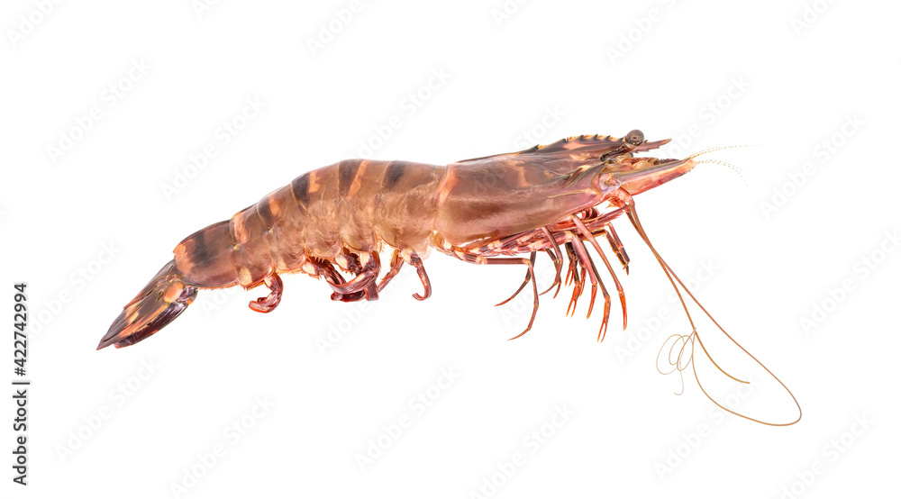 fresh raw shrimp on white background. fresh raw shrimp on white background.