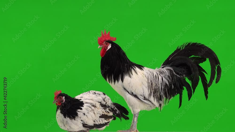 Chicken Signing chicken and rooster in profile on a green screen. chicken is sitting ...