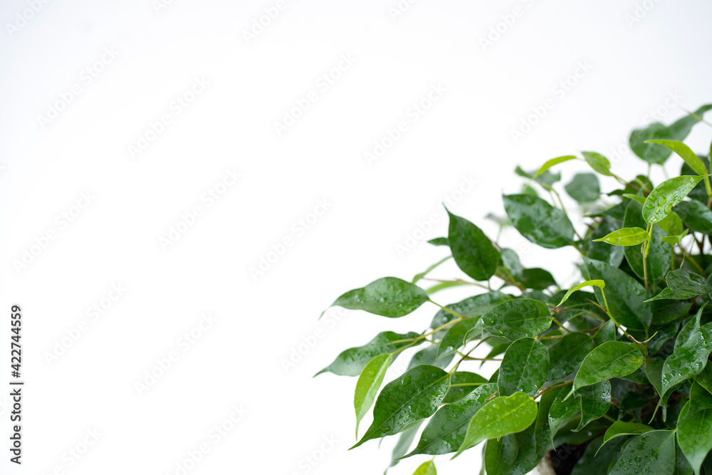 Indoor plant ficus benjamin on isolated white background. Water drops on the leaves. Place for your text. Indoor plant ficus benjamin on isolated white background. Water drops on the leaves. Place for your text.