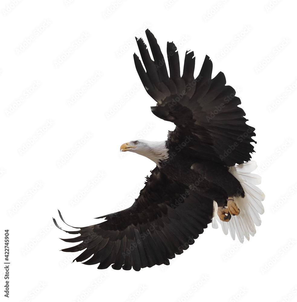 Eagle flying isolated at white