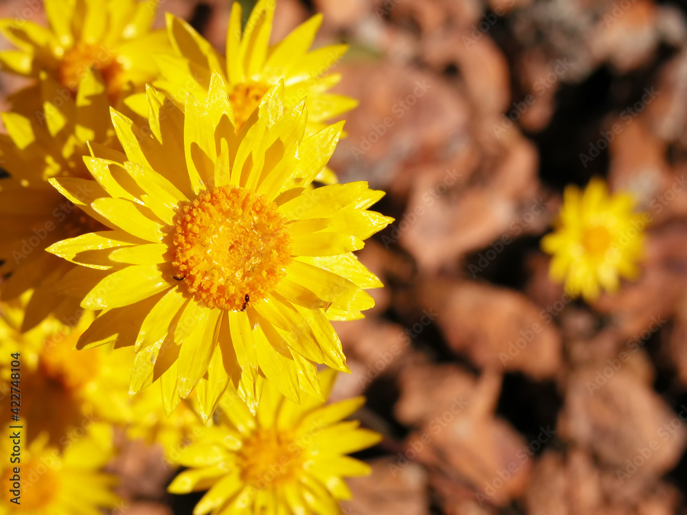 Bright yellow everlastings, or ephemerals, left of center in the image, naturally growing in the desert of Australia. Bright yellow everlastings, or ephemerals, left of center in the image, naturally growing in the desert of Australia.