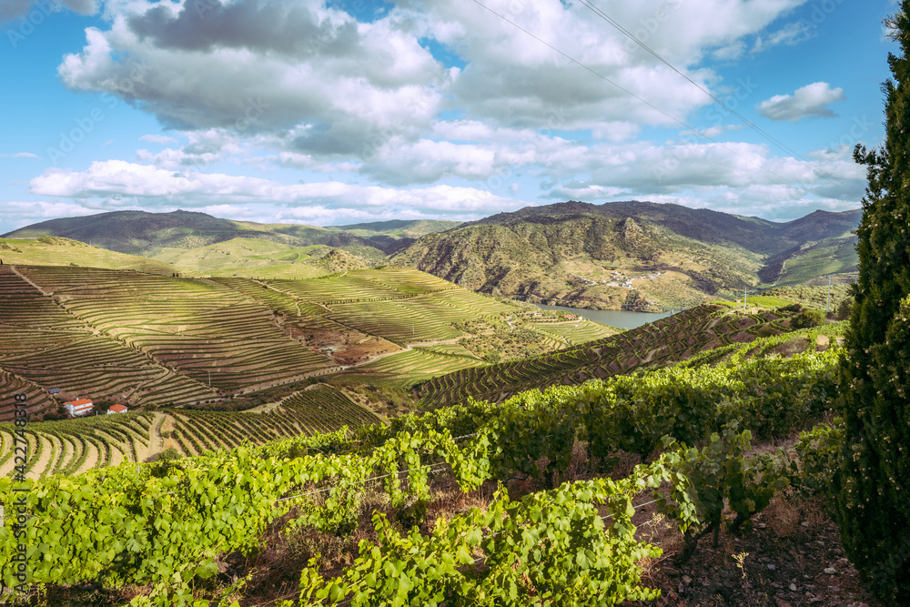 Douro valley vineyards in June