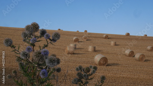 Strohballen im Maifeld photo