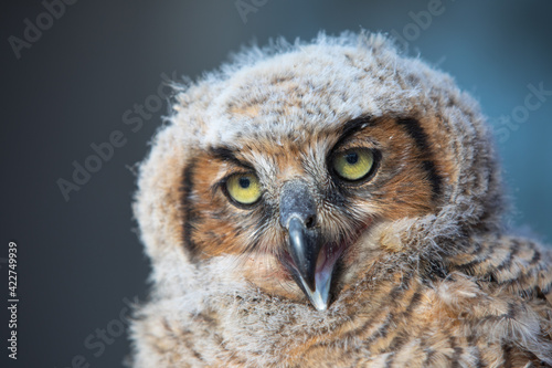Portrait of a great horned owlet at a rescue facility.