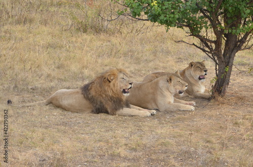 Three lions lying on a grass