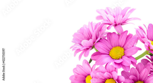 Pink flower chrysanthemum bush Chrysanthemum  Indicum Grp  tros Morreno Pink on a white background isolate