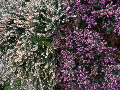 Obraz na płótnie heather plants with white and pink flowers w salonie