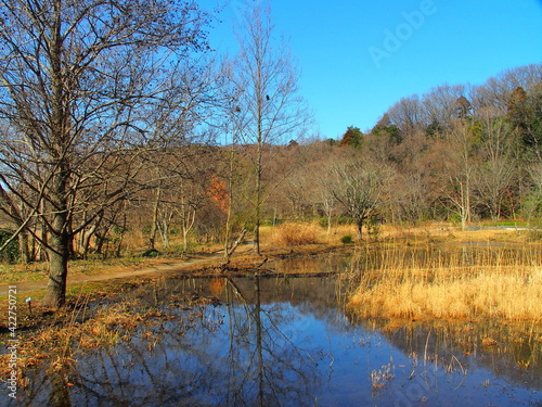 早春の池と林のある自然公園風景