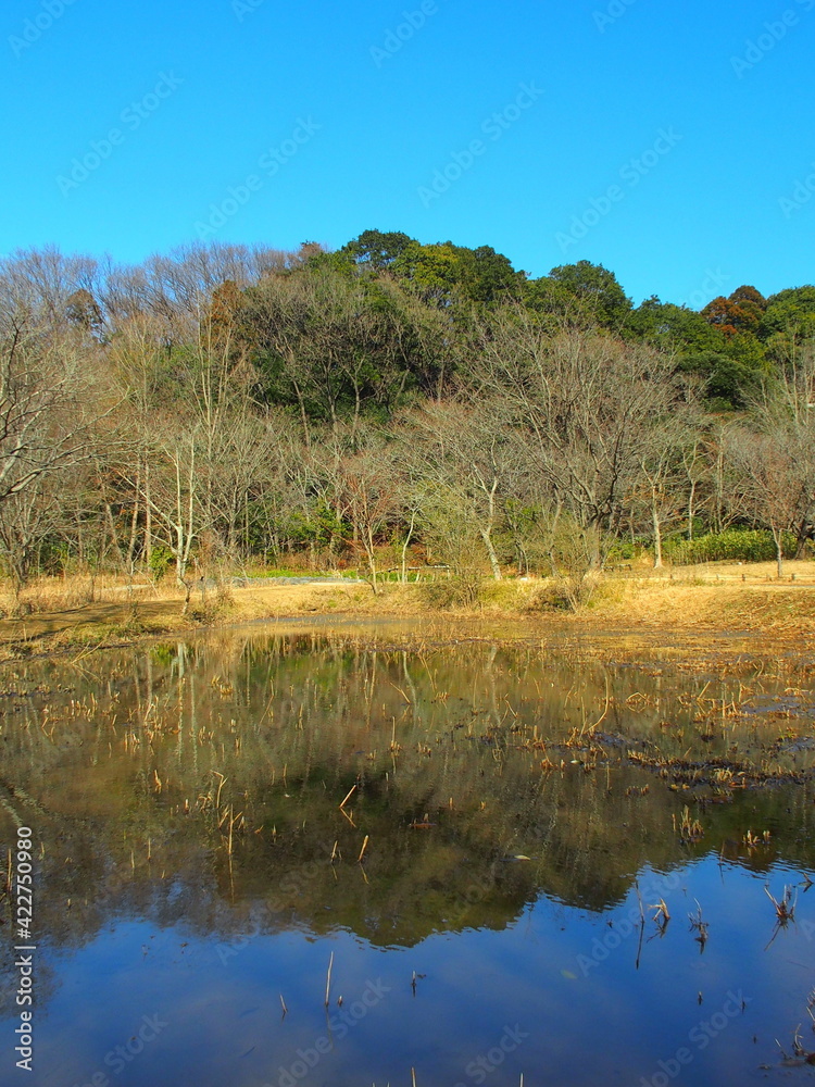 早春の池と林のある自然公園風景