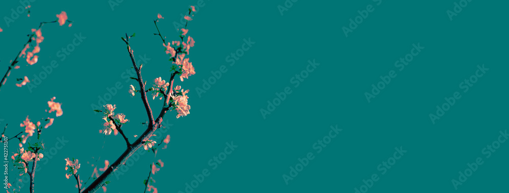 Abstract art spring background with cherry blossom 