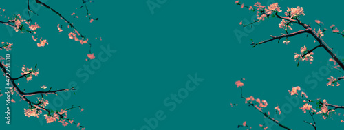 abstract spring  background or banner, plain teal with pinkish cherry blossoms