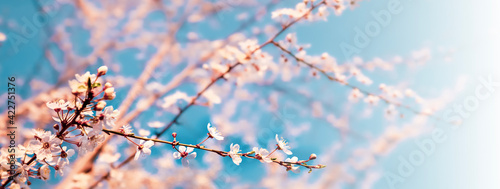 Bright spring background for banner with cherry blossoms