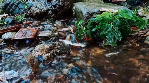 moss on the creek pliers flowing on the rock.