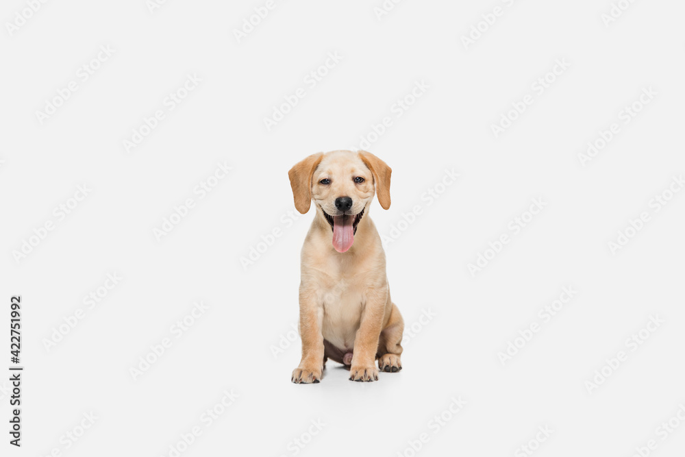 Little Labrador Retriever playing on white studio background