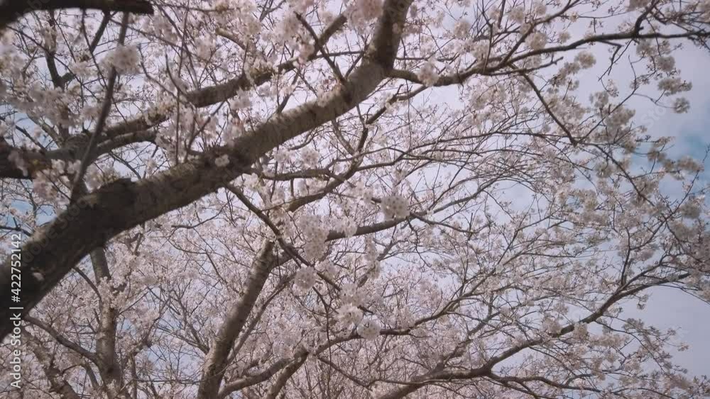 blossom in spring blossom in spring