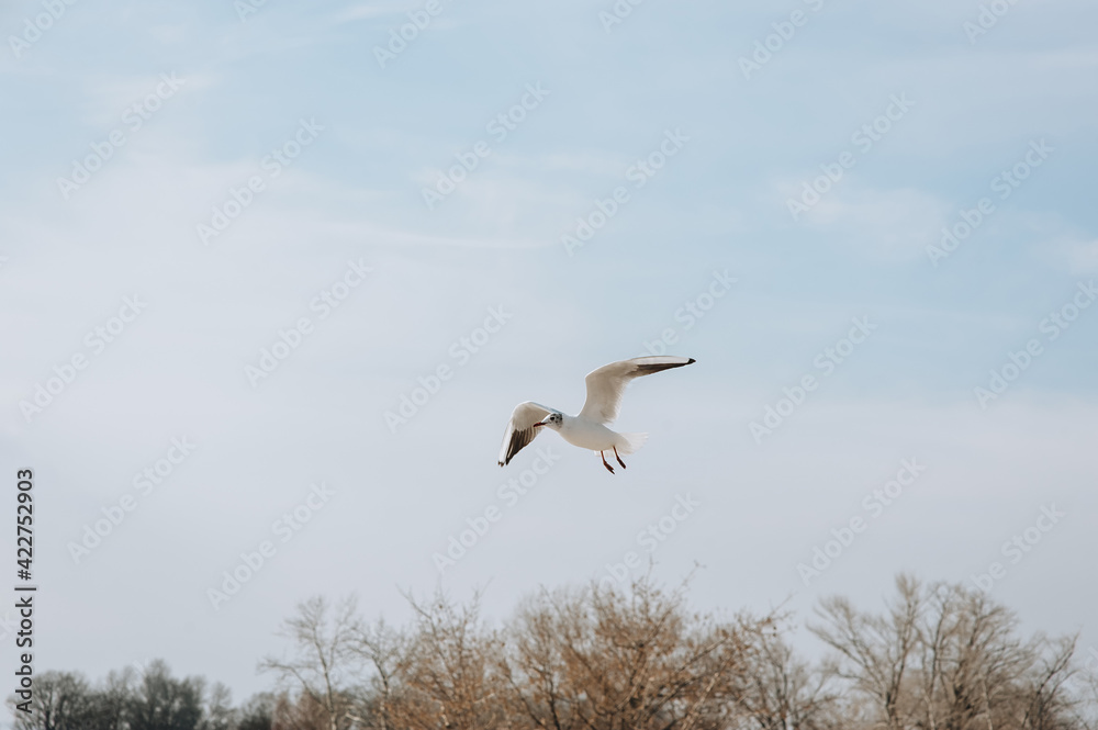 A beautiful white sea gull flies against the blue sky, soaring above the clouds on a sunny spring day. Photography of birds. A beautiful white sea gull flies against the blue sky, soaring above the clouds on a sunny spring day. Photography of birds.
