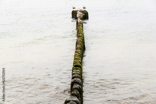 Mewy stojące na drewnianym falochronie nad Bałtykiem, Międzyzdroje, Polska