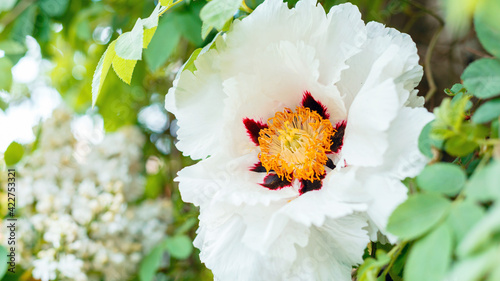 White peony blooming. Beautiful big spring flower blooms on bush. Tree peony Paeonia suffruticosa in garden. floriculture gardening. Long web banner with copy space