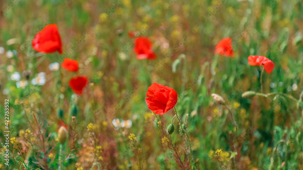 Fototapeta premium Blooming poppy. Beautiful field with blooming poppies as symbol of memory war and anzac day in summer. Wildflowers blooming poppy field landscape. Long web banner