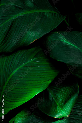 abstract green leaf texture, dark green foliage nature background, tropical leaf