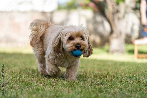 Dog playing with its blue ball