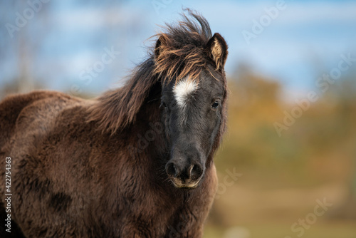 Portrait of black pony in autumn