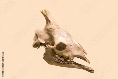 Fototapeta Naklejka Na Ścianę i Meble -  The skull and lower jaw of a giraffe (Latin: Giraffa camelopardalis L.) are isolated on a white background. Paleontology Late Pleistocene fossil animals.