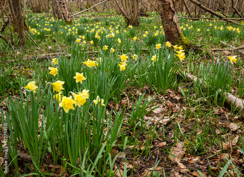 Wild spring daffodils blooming in woodland on the high weald near Wadhurst in East Sussex south east England