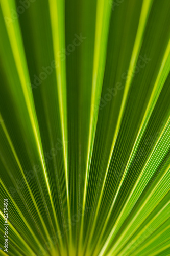 palm leaf background
