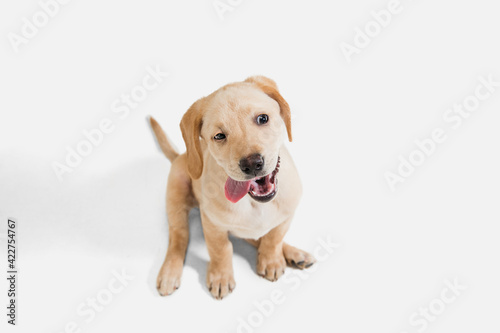 Little Labrador Retriever playing on white studio background