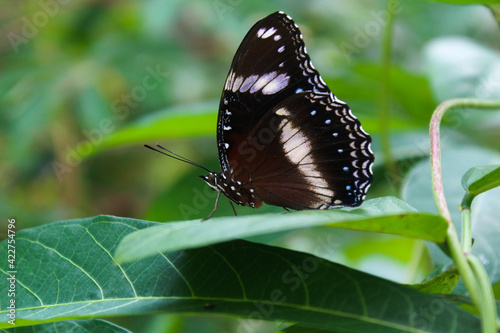 A black butterfly perched on a leaf.