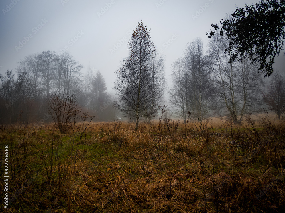 Misty morning in the lonely meadow somewhere in the middle of the dark and deep forest in Czech Republic. Misty morning in the lonely meadow somewhere in the middle of the dark and deep forest in Czech Republic.