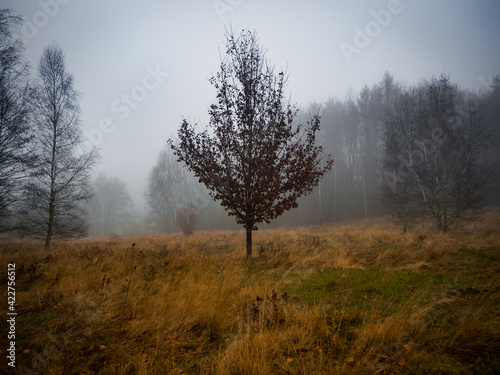 Misty morning in the lonely meadow somewhere in the middle of the dark and deep forest in Czech Republic.