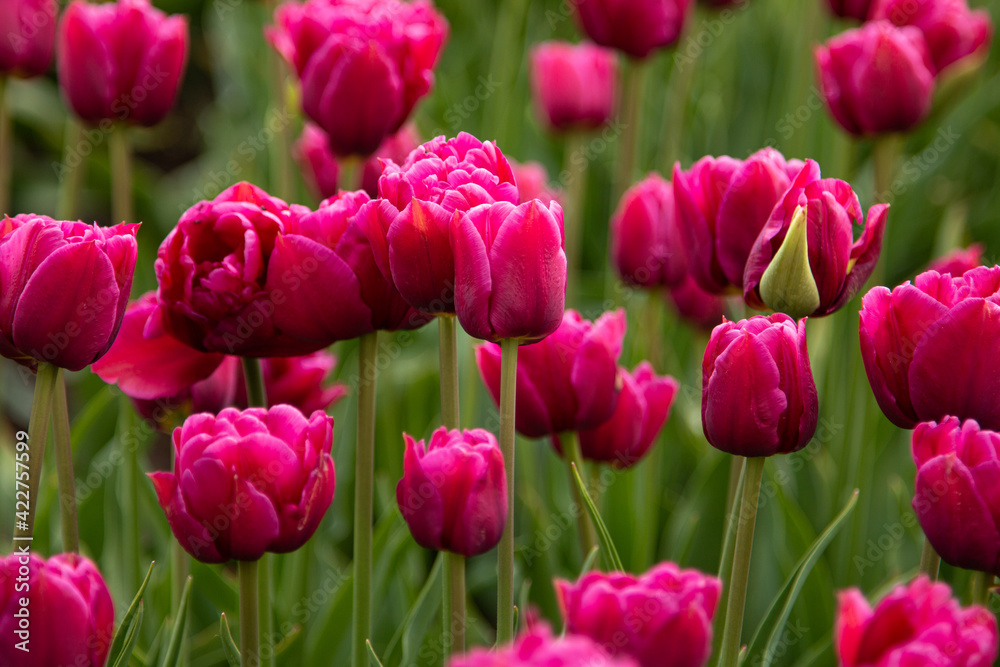 Beautiful flowering tulips in a green meadow. Greeting card concept.