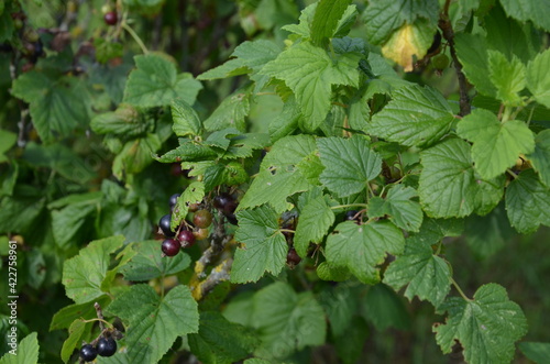 black currant bush