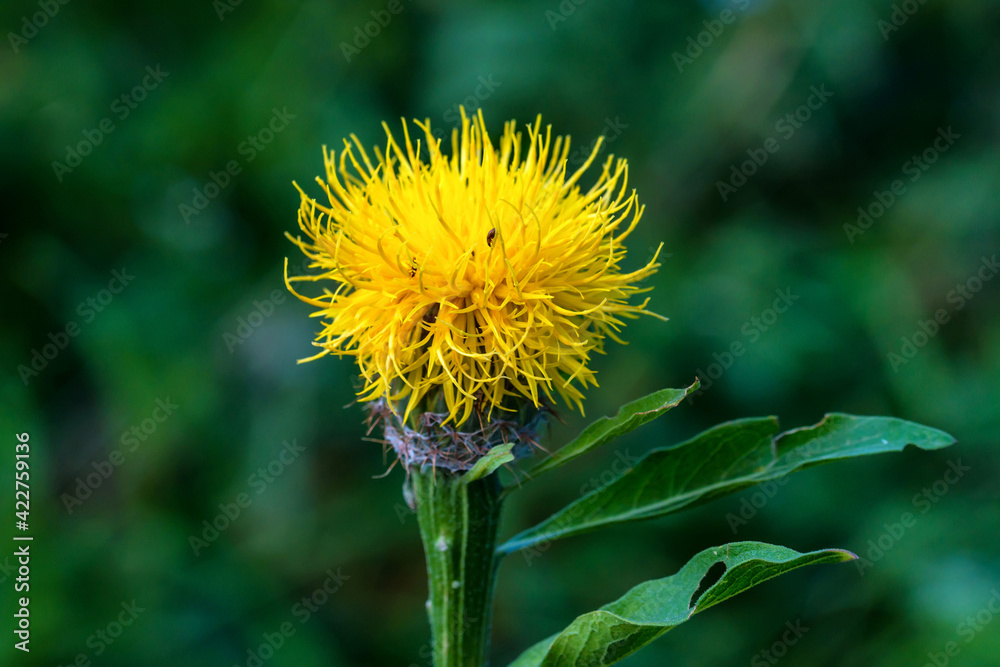 Close up of Centaurea macrocephala among lush meadow Close up of Centaurea macrocephala among lush meadow