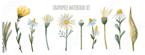 Flowers, branches, and chamomile leaves. Watercolor set, plants, on an isolated background. Daisy floral botanical flower. Wild spring leaf wildflower isolated. Watercolor background illustration set.