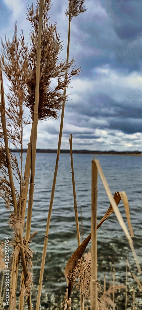 Fototapeta premium Trockenes Schilfgras am Ufer des Cospudener Sees vor weiter Wasserfläche unter dramatischem Wolkenhimmel, Naherholungsgebiet Neuseenland, Leipzig, Sachsen, Deutschland