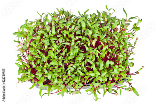 Beet microgreen isolated on a white background. Texture of green leaves close up.